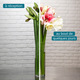 Spectaculaires amaryllis 3