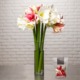 Spectaculaires amaryllis