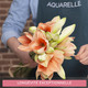 Amaryllis Rilona & Mont blanc