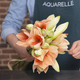 Amaryllis Rilona & Mont blanc