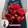 Ferrari Amaryllis