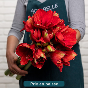 Amaryllis Ferrari 
