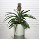 Ananas & Chocolats 2
