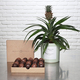 Ananas & Chocolats