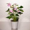 Lilac anthurium