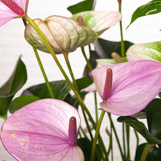 Lilac anthurium 2