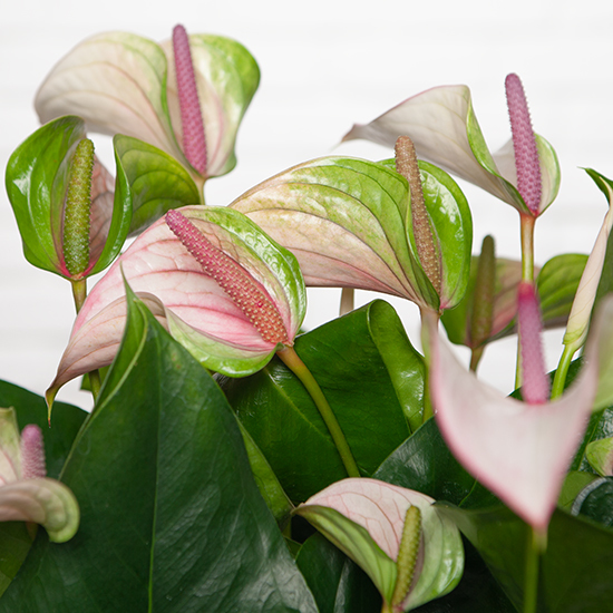 Anthurium rose dragée 2