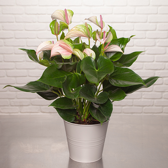 Pale Pink Anthurium