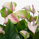 Anthurium rose dragée 2