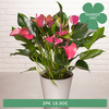 Anthurium rose framboise