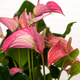 Anthurium rose framboise 2