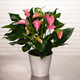 Anthurium rose framboise