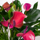 Anthurium rose indien 2