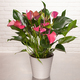 Anthurium rose indien