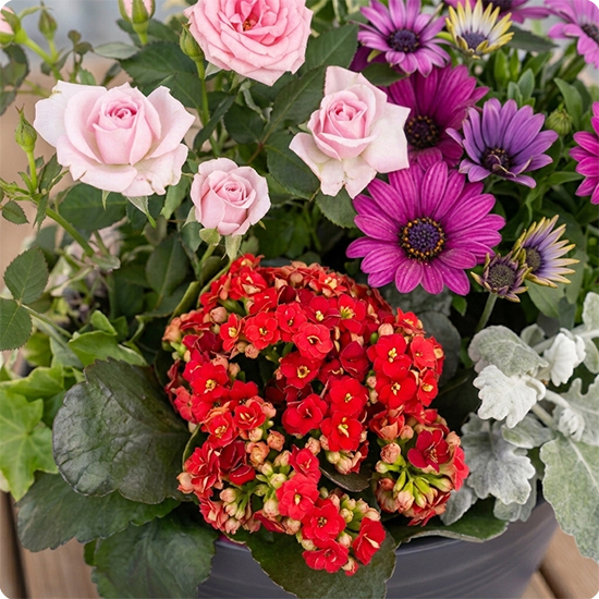Hope plant arrangement 2