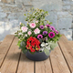 Hope plant arrangement
