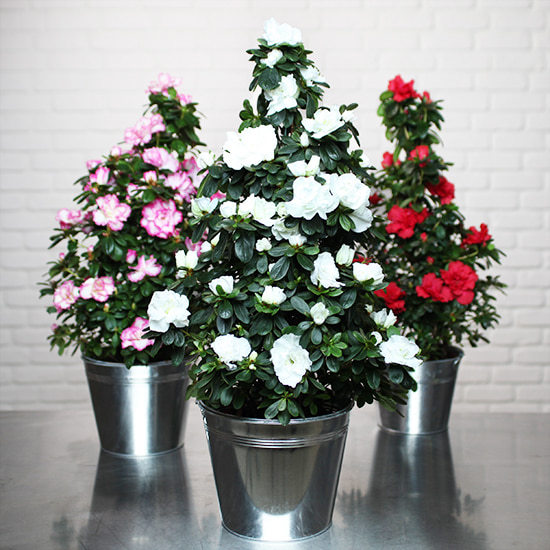 Plante fleurie élégante – Azalée en pyramide aux fleurs colorées – Livraison de fleurs Aquarelle