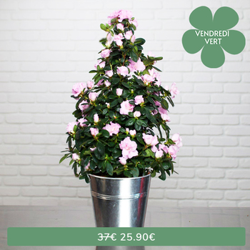 Pink Pyramid Azalea