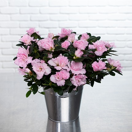 Azalée rose pâle en pot Plante fleurie élégante avec cache-pot