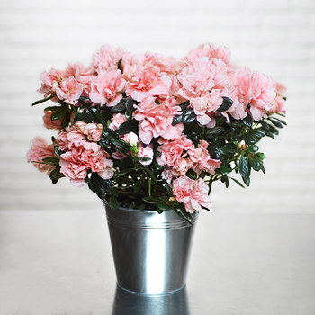 Peach Azalea