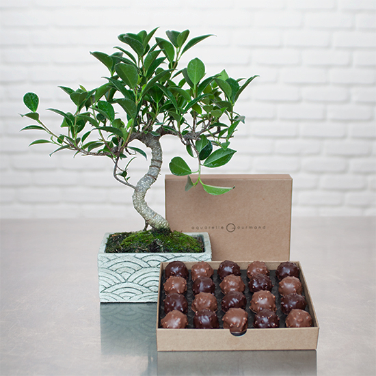 Bonsaï et boîte de rochers en chocolat - Livraison plantes