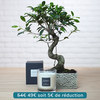 Bonsai and 190g scented candle