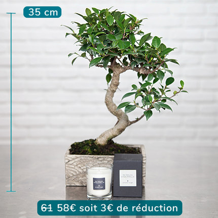 Bonsai and 70g scented candle