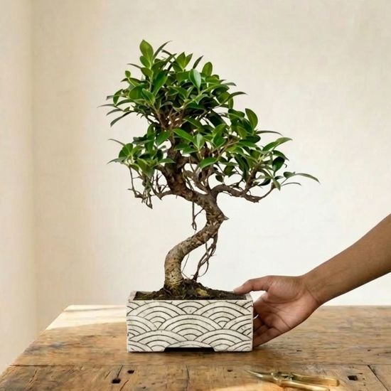 Bonsaï Zen en pot - Livraison de plantes - Aquarelle