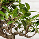 Zen Chic Bonsai 2