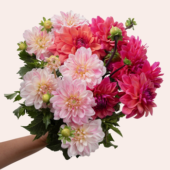 Botte de Dahlias mixte