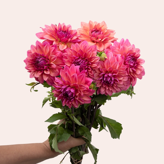 Botte de Dahlias mixte 2