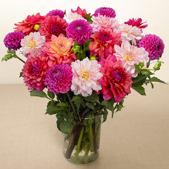 Botte de Dahlias mixte 3