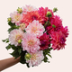 Botte de Dahlias mixte