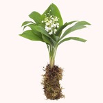 Un bottillon de muguet des bois