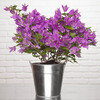 Bougainvillier Alexandra