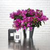 Bougainvillée éclatante bougie jasmin