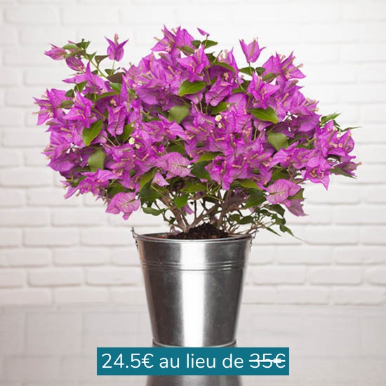 Bougainvillier Alexandra