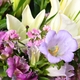 Bouquet Astro Vierge Lys blancs et fleurs mauves Aquarelle 2