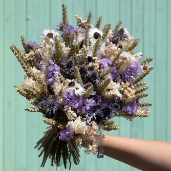 Bruma Mediterránea Bouquet – White, Mauve and Blue Dried Flowers by Rosa Cadaqués