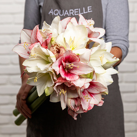 Brassée d’amaryllis blancs et rouges – Fleurs fraîches de saison pour Noël et l’hiver – Livraison fleurs