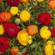 Bouquet of vibrant ranunculus 2