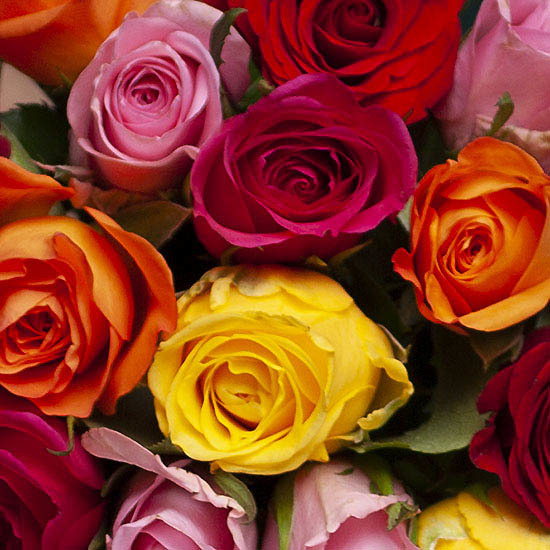 20 Harlequin multicoloured roses