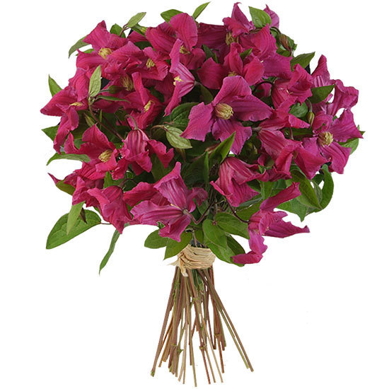 Bouquet de Clématites fuchsia