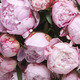 Mini Peach Peony Bouquet 3