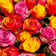 Harlequin Bouquet of roses 2