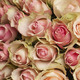 Bouquet of Belle Rose roses  2