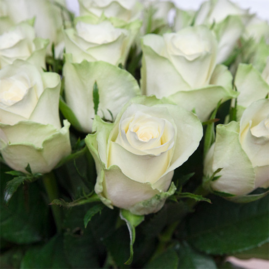 Bouquet de roses Blanc pur  2