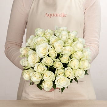 Roses blanches