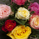 Bouquet de belles roses d’Équateur  2