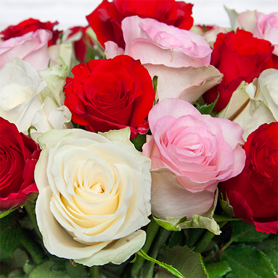 Marvellous roses  3